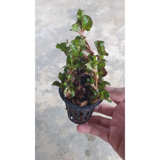 Cây thủy sinh dền Nhật - Cải xoong Nhật