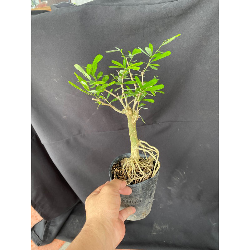 linh sam mini trắng tím 2 màu