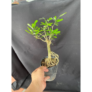 Linh sam mini trắng tím 2 màu