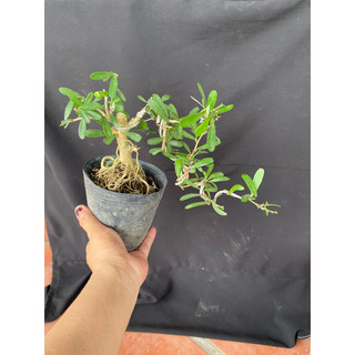linh sam mini trắng tím 2 màu