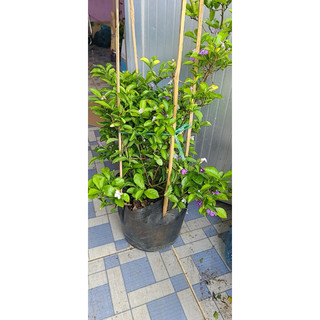 Cây Lài Nhật size lớn