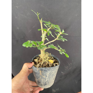 linh sam mini trắng tím 2 màu