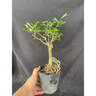 linh sam mini trắng tím 2 màu