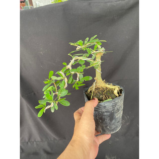 linh sam mini trắng tím 2 màu