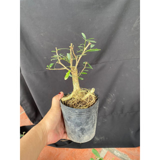 linh sam mini trắng tím 2 màu