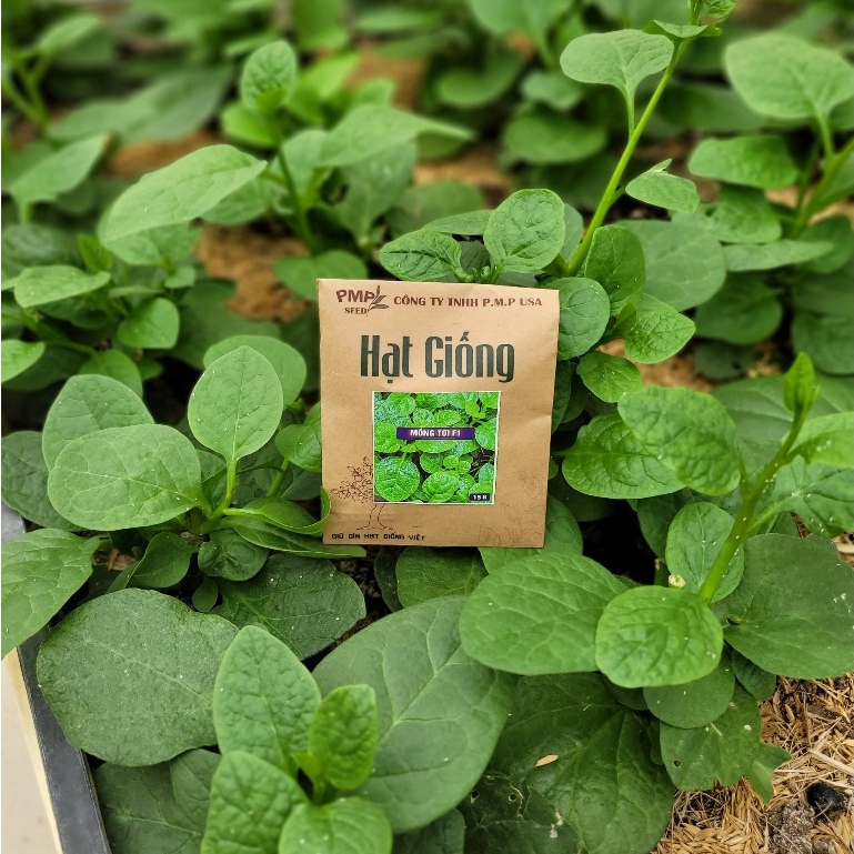 HẠT GIỐNG RAU MÙNG TƠI PMP F1