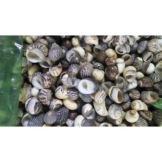 Vỏ ốc móng ngựa sọc baby