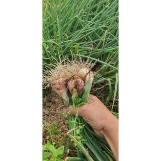 Canxi-Bo-Kali (100% oganic)