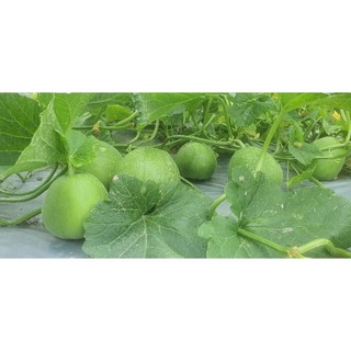 Canxi-Bo-Kali (100% oganic)