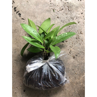 Combo 2 cây Lan Cẩm cù (hình cuối)