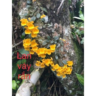 Lan vảy rắn 1bó