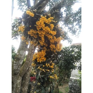 Lan vảy rắn 1bó