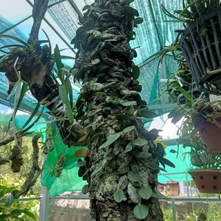 Lan vảy rắn 1bó