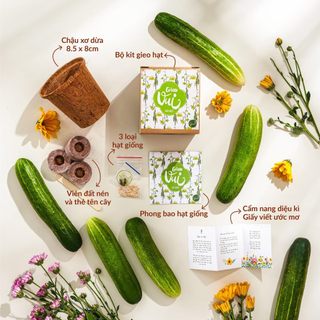 Bộ kit gieo hạt trồng cây gieo ô-seed - hạt dưa chuột - gieo vui