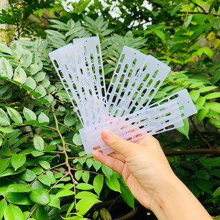 Chắn cửa tổ ( Chắn Ong Chúa)