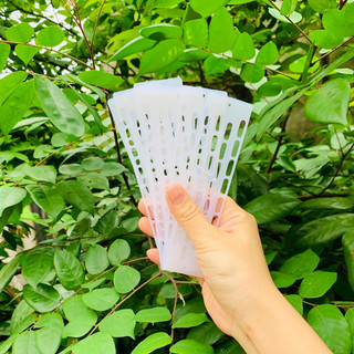 Chắn cửa tổ ( Chắn Ong Chúa)