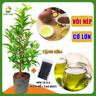 Cây Vối Nếp Cỡ Lớn THIỆN FARM thu hoạch lá ngay, giải nhiệt, thanh lọc cơ thể, trồng chậu, thùng xốp, ban công, cao 80cm