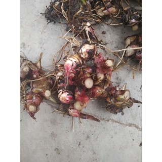 Combo 5kg củ dong riềng đỏ . lh 0975449688