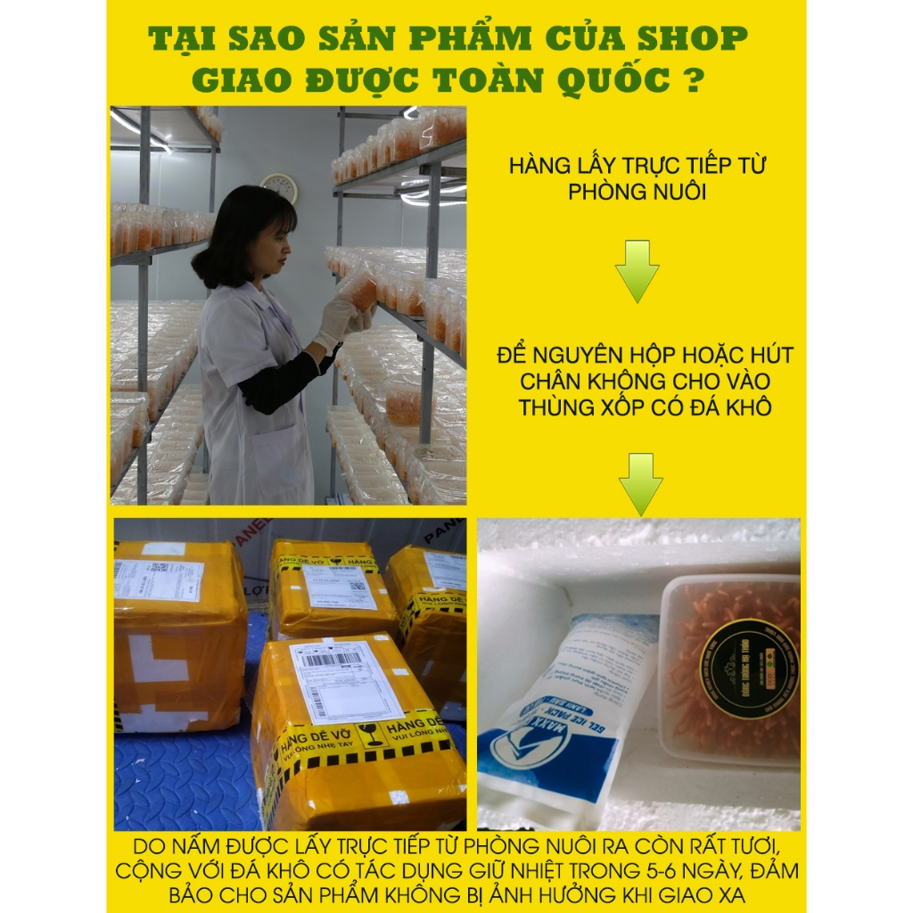 Combo 2 hộp nấm đông trùng hạ thảo tươi dược chất cao, nuôi trồng 70 ngày