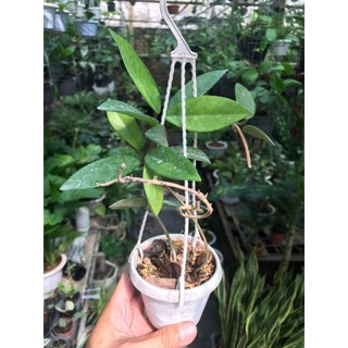 giò hoa lan cẩm cù Carnosa White