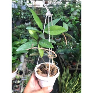 giò hoa lan cẩm cù Carnosa White