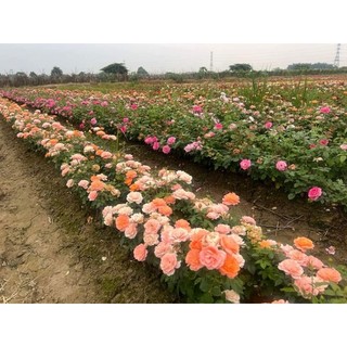 Gốc hoa hồng ngoại lùn siêu nụ siêu hoa