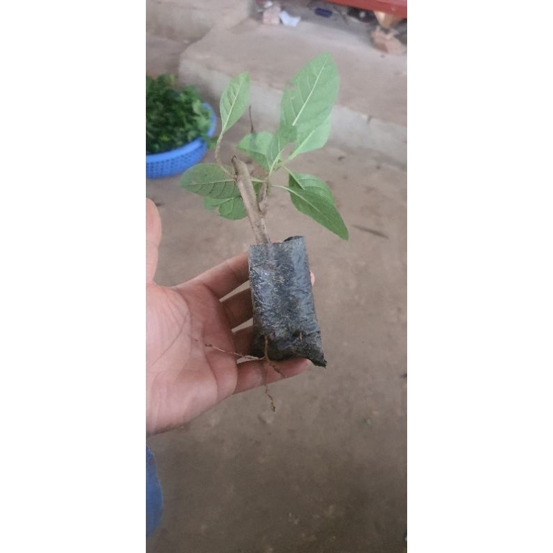 Cây mật gấu.cây giống 10 cây