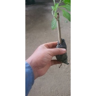 Cây mật gấu.cây giống 10 cây