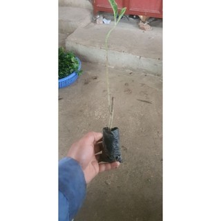 Cây mật gấu.cây giống 10 cây