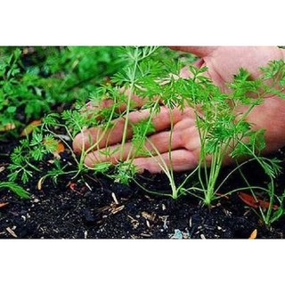 Hạt Giống Cà Rốt Củ Tròn - 50 hạt