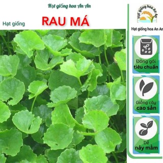Hạt giống rau má gói 1 gram | Hạt giống chính hãng.