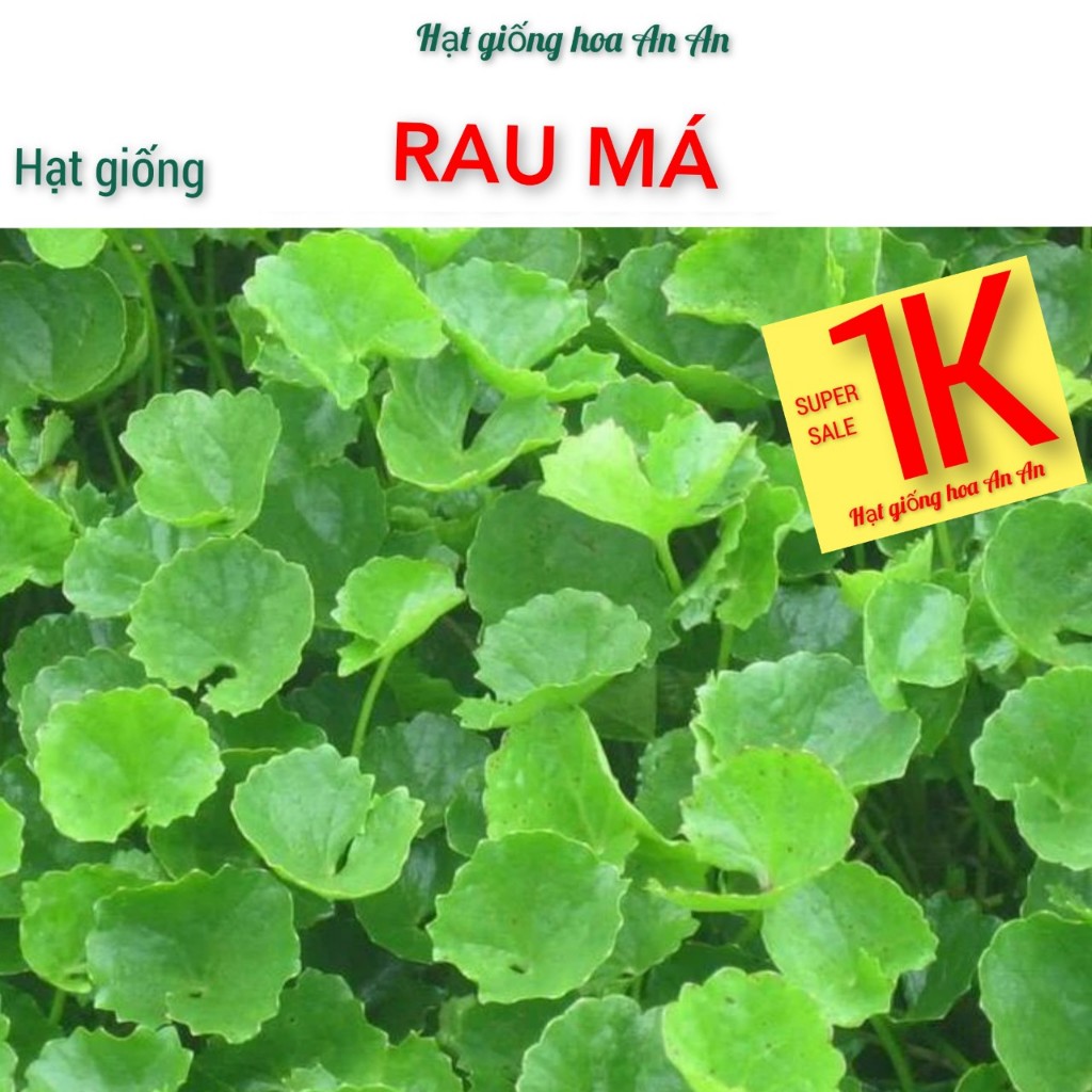 Hạt Giống Rau Má | Shop hạt giống hoa An An
