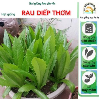Hạt giống rau Diếp thơm | Trồng được quanh năm, ăn ngọt.