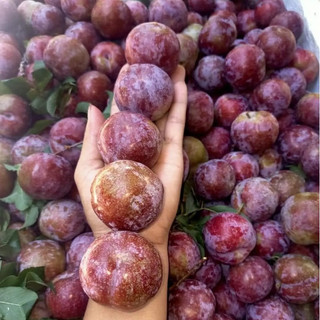 Vg farm mận hậu size vip ngố 25-35 trái/ kg mộc châu sơn la / mận hà nội