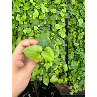 Dương xỉ lá tim siêu mini - heart fern setup terrarium