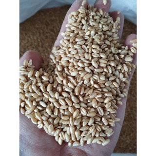 1kg Hạt Lúa Mì Vàng đã tách vỏ - lúa mạch, tiểu mạch thảo là loại thực vật giàu vitamin và khoáng chất nongsangiasi.com