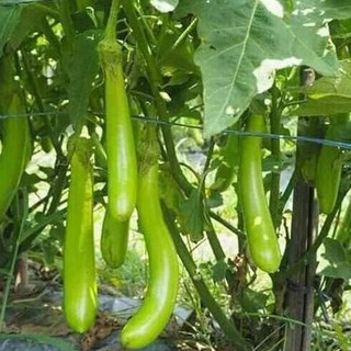 Nguyên gói 200 Hạt giống cà mỡ xanh dài Thái Lan