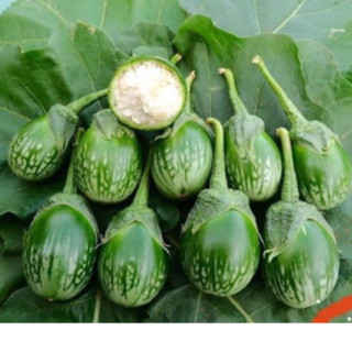 150 Hạt giống cà da ếch NongKob F1_Nảy mầm 99%_chính hãng chuẩn xịn