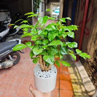 Cây hạnh phúc thân gỗ cực khỏe,lá xanh mướt ,phong thủy để bàn 30-35cm