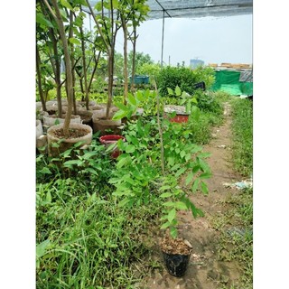 CÂY GIỐNG HOA TỬ ĐẰNG THÂN GỖ