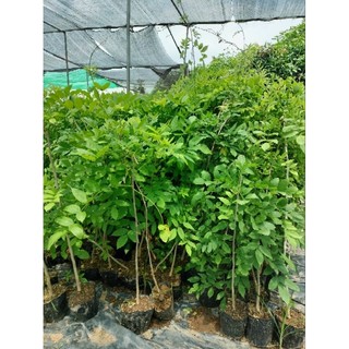CÂY GIỐNG HOA TỬ ĐẰNG THÂN GỖ