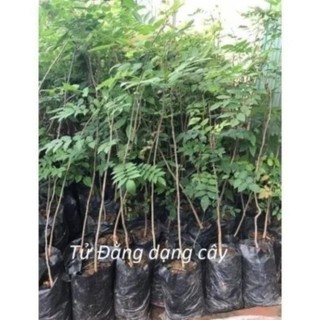 CÂY GIỐNG HOA TỬ ĐẰNG THÂN GỖ