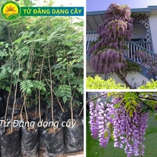 Cây giống hoa tử đằng thân gỗ