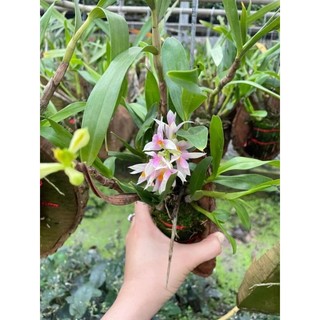 Hibiki hồng ghép gỗ đang nụ hoa