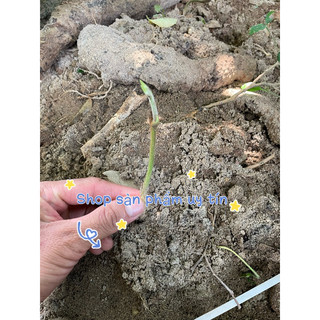 Nhục thung dung, mạnh gân cốt tăng cường Sl