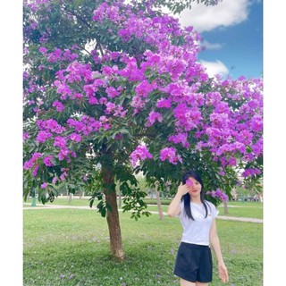 Cây giống hoa bằng lăng tím