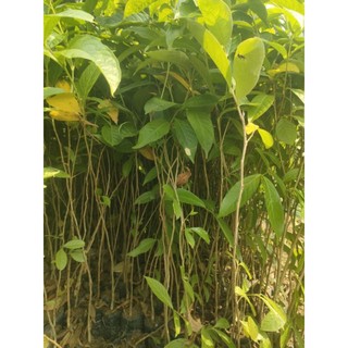 cây giống hoa bằng lăng tím