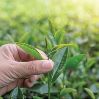 Trà Oolong Đỏ DalatFarm - Túi 250g