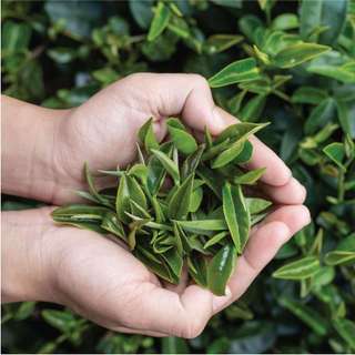 Trà Oolong Đỏ DalatFarm - Túi 250g