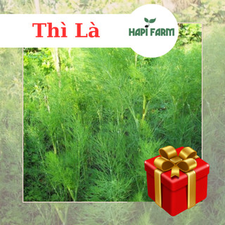 Hạt giống rau thì là